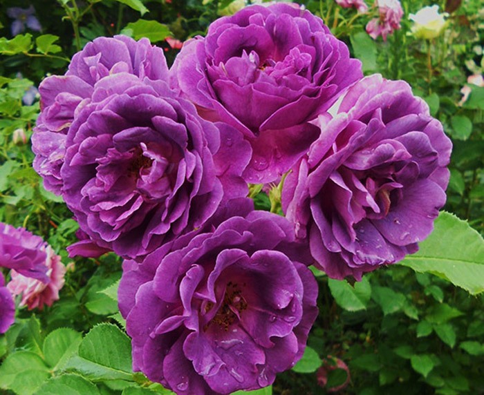 Роза Минерва