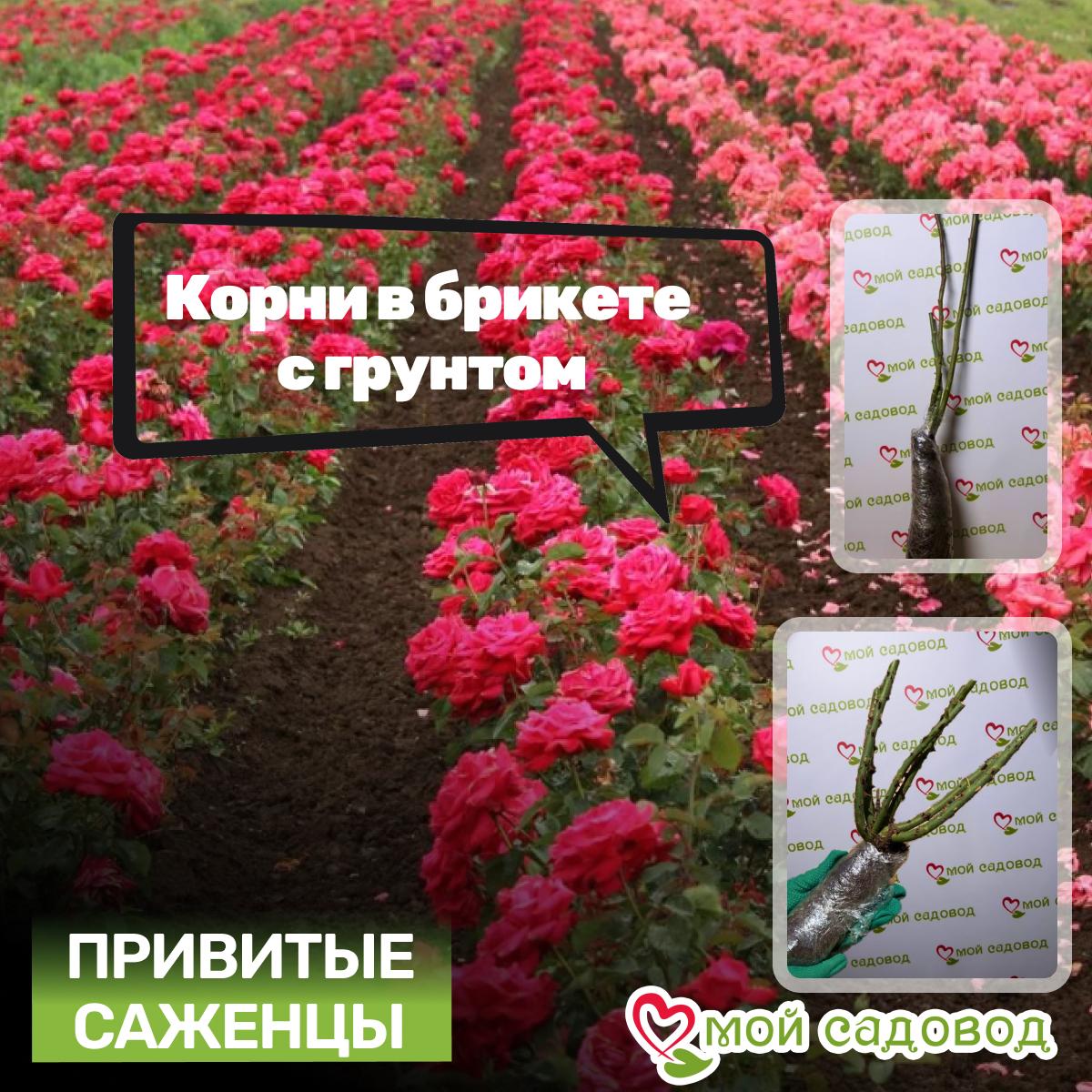 Роза Айсфогель