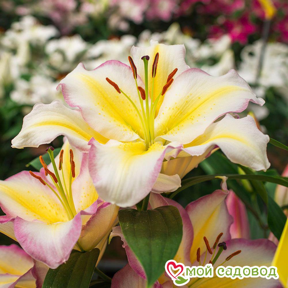 Лилия КАПИТАН ТРИКОЛОР — Восточный гибрид